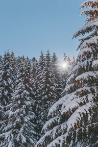 Low angle view of trees against sky
