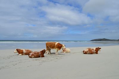 View of sheep on beach against sky