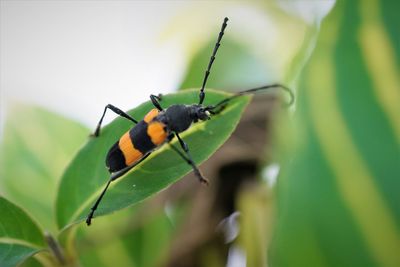 Close-up of insect on leaf