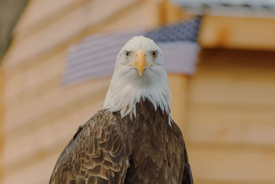 Close-up of eagle and american flag against blurred background