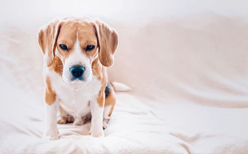 Portrait of dog relaxing on bed