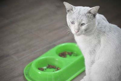 White cat eating cat food in plastic container. dirty cat, ugly cat, pet in house