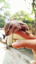 Close-up of hand holding dog