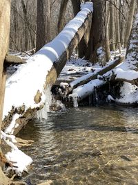 Scenic view of frozen river in forest during winter