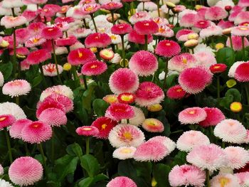 Close-up of pink flowering plants