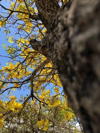 Low angle view of tree trunk against sky