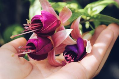 Close-up of cropped hand holding pink flower