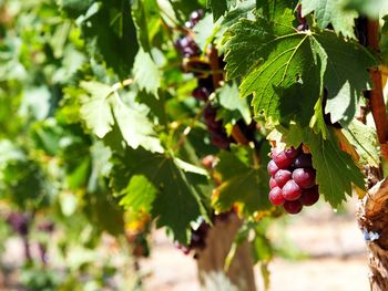 Close-up of red berries growing on tree