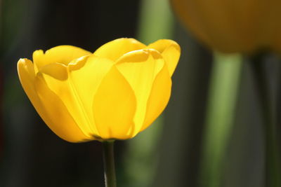 Close-up of yellow tulip