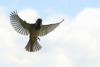 Low angle view of bird flying in sky