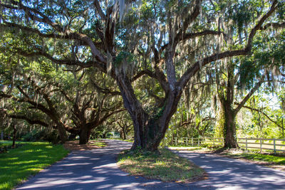 Road amidst trees