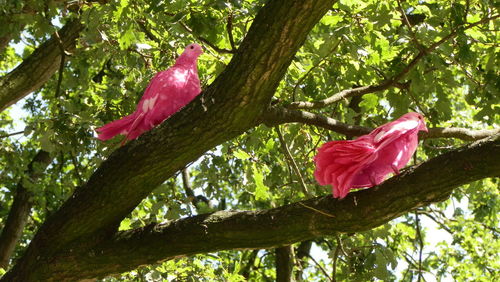 Low angle view of pink flowers