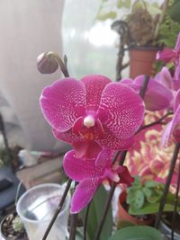 Close-up of pink orchid flower