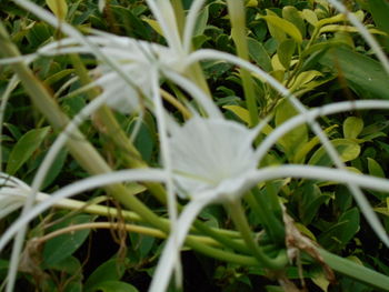 Close-up of white flowers