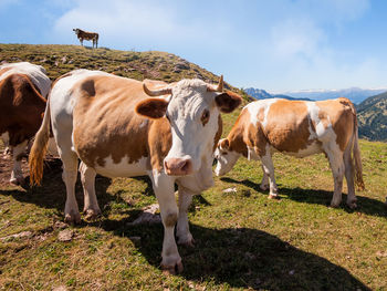 Horses standing in a field