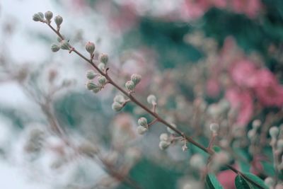 Close-up of flowers growing on tree