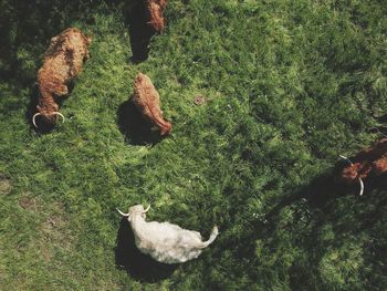 High angle view of highland cattle grazing on land
