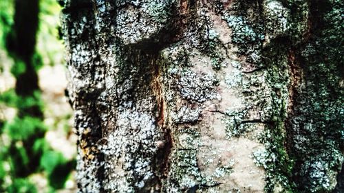 Low angle view of tree trunk in forest