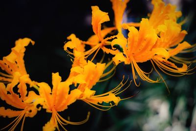 Close-up of yellow flowers blooming outdoors