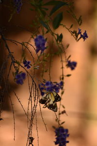 Close-up of purple flowers on branch