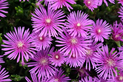 Close-up of pink flowering plants