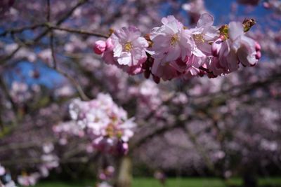 Close-up of pink flowers on tree