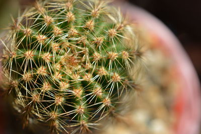 Close-up of cactus plant