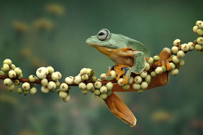 Close-up of snails on plant
