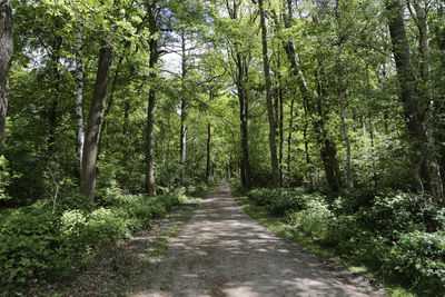 Road amidst trees in forest