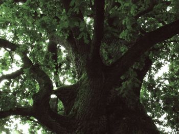 Low angle view of tree trunks in forest