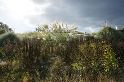 Plants growing on landscape against sky