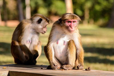 Monkeys sitting outdoors