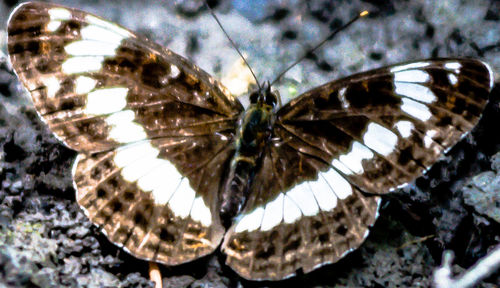 High angle view of butterfly on flower