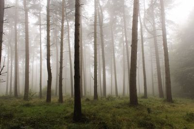 Trees growing in forest