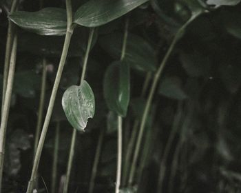 Close-up of green leaf on land