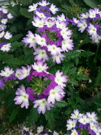 Close-up of purple flowers blooming outdoors