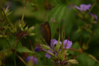 Close-up of insect on plant