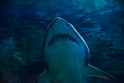 Close-up of a shark