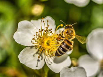 A honeybee sucking honey from flower