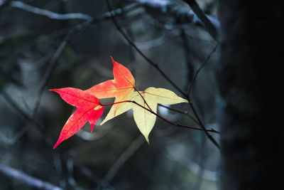 Close-up of maple leaf on tree