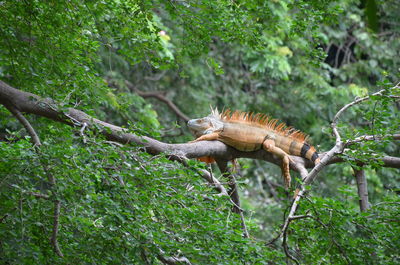 Lizard on a tree