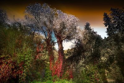 Trees growing in forest against sky during sunset