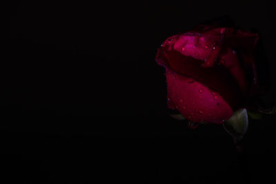 Close-up of wet red rose against black background