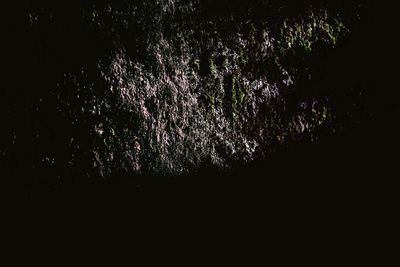 Low angle view of silhouette trees in forest at night