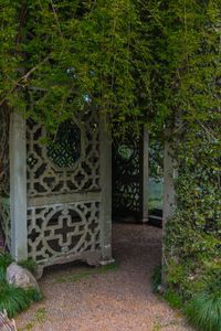 Close-up of ivy on door