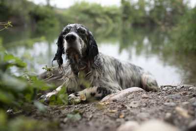 Dog looking away