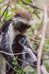 Close-up of monkey