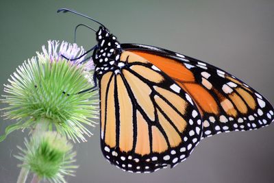 Close-up of butterfly on leaf over white background