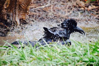 Close-up of duck in water