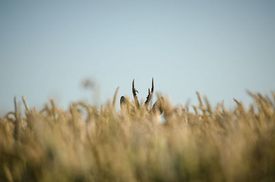 Deer on grassy field against clear sky